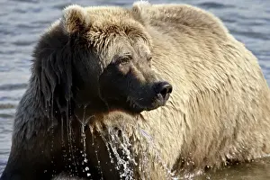Staring Prints: Brown Bear (Ursus arctos horribilis) in Moraine Creek, Katmai National Park and Preserve