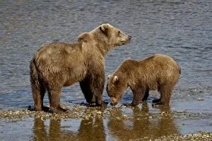 Images Dated 6th September 2009: Brown Bear (Ursus arctos horribilis) sow and cub, Katmai National Park and Preserve