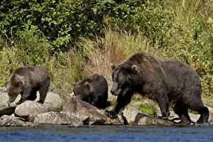 Images Dated 6th September 2009: Brown Bear (Ursus arctos horribilis) sow and two cubs, Katmai National Park and Preserve