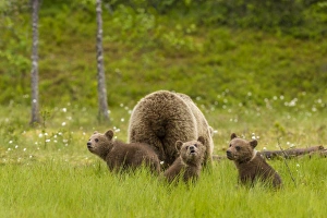 Brown bear (Ursus arctos) mother and cubs, Finland, Scandinavia, Europe