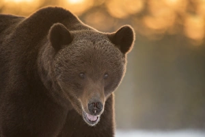 Animals: Brown Bear (Ursus arctos) during spring snowfall, Finland, Scandinavia, Europe