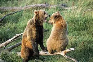 Ursus Prints: Brown bear, ursus arctos, wildlife park of Sainte-Croix