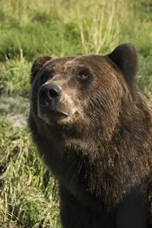 Brown Bear Prints: Brown bear (Ursus artos), Alaska Wildlife Conservation Center, Portage