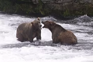 Images Dated 6th August 2010: Two brown bears sparring for salmon fishing position, Brooks Camp, Katmai National Park