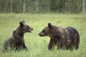 Mouth Open Prints: Brown Bears (Ursus Arctos), Finland, Europe