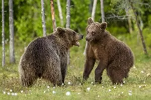 Confrontation Gallery: Brown bears (Ursus arctos), Finland, Scandinavia, Europe