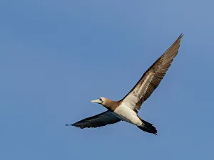 Feathered Prints: Brown booby (Sula leucogaster)