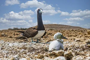 Saudi Arabia Prints: Brown Booby (Sula leucogaster) with its chick, Farasan islands, Kingdom of Saudi Arabia