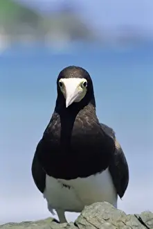 Pernambuco Prints: Brown booby, Sula leucogaster, Parque Nacional de Fernando de Noronha, Fernando de Noronha