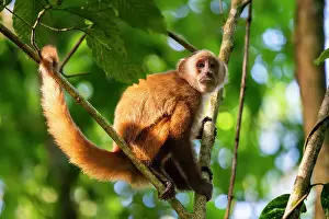 Animal Kingdom Prints: Brown capuchin monkey (Cebus apella) (Sapajus apella) on tree