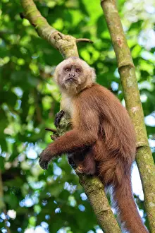 Animal Kingdom Prints: Brown capuchin monkey (Cebus apella) (Sapajus apella) on tree