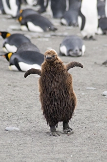 Brown feathered king penguin chick, St. Andrews Bay, South Georgia, South Atlantic Brown feathered king penguin chick, St. Andrews Bay, South Georgia, South Atlantic