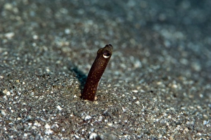 Brown garden eel (Heteroconger halis), Dominica, West Indies, Caribbean, Central America