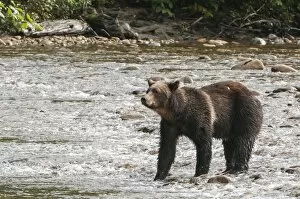 Images Dated 5th September 2010: Brown or grizzly bear (Ursus arctos) fishing for salmon in Great Bear Rainforest