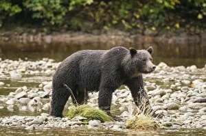 Images Dated 4th September 2010: Brown or grizzly bear (Ursus arctos) fishing for salmon in Great Bear Rainforest