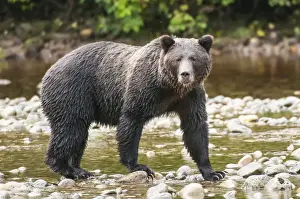 Brown or grizzly bear (Ursus arctos) fishing for salmon in Great Bear Rainforest, British Columbia, Canada, North America