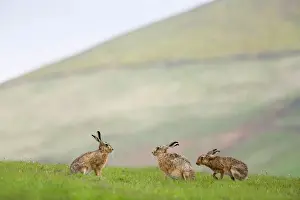 Three Animals Prints: Brown hares (Lepus europaeus), Lower Fairsnape Farm, Bleasdale, Lancashire
