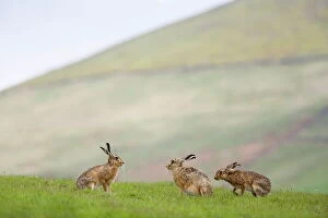 Images Dated 21st May 2008: Brown hares (Lepus europaeus), Lower Fairsnape Farm, Bleasdale, Lancashire