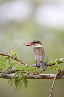 Images Dated 28th October 2006: Brown-hooded kingfisher (Halcyon albiventris)