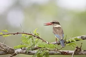 Images Dated 28th October 2006: Brown-hooded kingfisher (Halcyon albiventris), Kruger National Park, South Africa, Africa