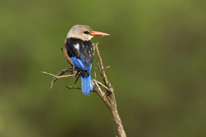 King Fisher Prints: Brown-hooded kingfisher, Meru National Park, Kenya, East Africa, Africa