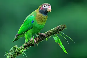 Rica Prints: Brown-hooded Parrot (Pyrilia haematotis) sitting on a branch, Costa Rica