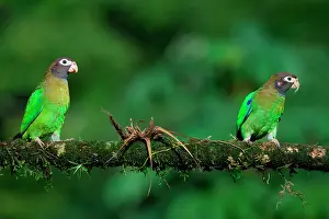 Friends Prints: Two Brown-hooded Parrots (Pyrilia haematotis) sitting on a branch, Costa Rica