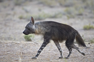 Brown hyena (Hyaena brunne) (Parahyaena brunnea), Kgalagadi Transfrontier Park, encompassing the former Kalahari Gemsbok National Park, South Africa, Africa