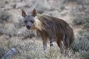 Brown hyena (Hyaena brunnea) (formerly Parahyaena brunnea), Kgalagadi Transfrontier