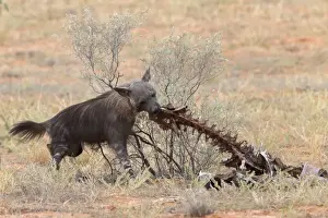Endings Prints: Brown hyena (Hyaena brunnea) scavenging remains of lion kill