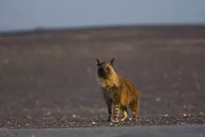 Brown hyena (Pyrahaena hyaena brunnea)