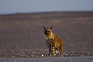 Hyena Prints: Brown hyena (Pyrahaena hyaena brunnea)