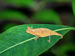 Small Prints: Brown leaf chameleon Brookesia superciliaris observed during night walk in Madagascar's Ranomafana Botanical