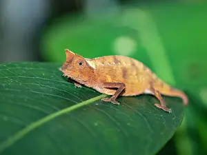 Small Prints: Brown leaf chameleon resting on a leaf during a night walk in Madagascar's botanical gardens