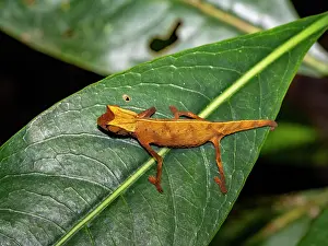 Small Prints: Brown leaf chameleon resting on a leaf during a night walk in Madagascar's rainforest