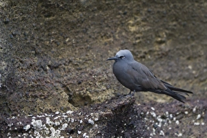 Isabela Island Prints: Brown noddy (Anous stolidus), Isabela Island