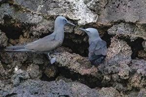 Nest Collection: Brown noddy (Anous stolidus) pair at nest site on Floreana Island, Galapagos, Ecuador