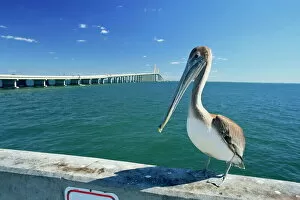 One Bird Collection: Brown pelican