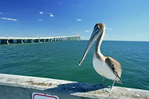 Pelecanus Occidentalis Prints: Brown pelican