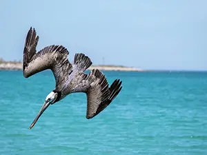 Beak Prints: Brown pelican dives for fish in clear waters of Baja California Sur, Mexico during the day