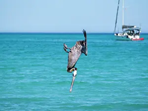 Beak Prints: Brown pelican dives for fish in clear waters off Isla Carmen in Baja California Sur Mexico