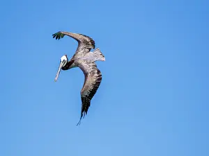 Ethology Prints: Brown pelican diving for fish off Isla Carmen in Baja California Sur during clear skies