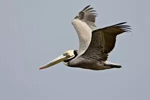 Images Dated 24th February 2010: Brown pelican (Pelecanus occidentalis) in flight in partial breeding plumage