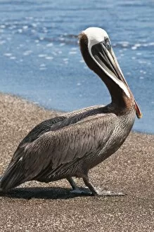 Images Dated 12th April 2010: Brown pelican (Pelecanus occidentalis), Port Egas (James Bay), Isla Santiago