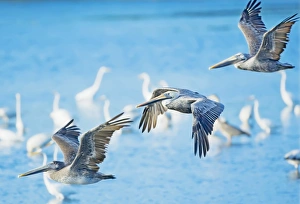 Images Dated 21st November 2007: Brown Pelican (Pelecanus occidentalis) in flight, Sanibel Island, J. N