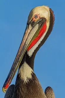 Large Prints: Brown pelican poses against the clear sky in Baja California during the afternoon light transitioning to evening