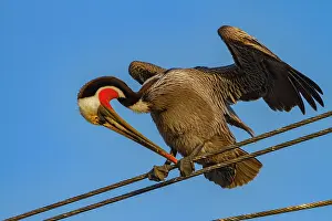 Seabird Prints: Brown pelican preening on power line in fishing town in Baja California Mexico