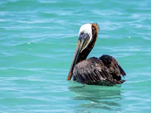 Rest Prints: Brown pelican resting on the ocean surface in Baja California Sur Mexico