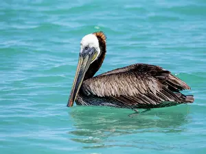 Waterfowl Prints: Brown pelican rests on ocean surface in Baja California Sur