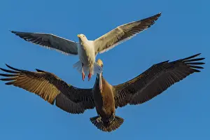 Beak Prints: Brown pelican and seagull flying together over the coast of Baja California in Mexico during a sunny day